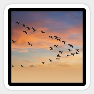 Birds Flying In V Formation Sticker